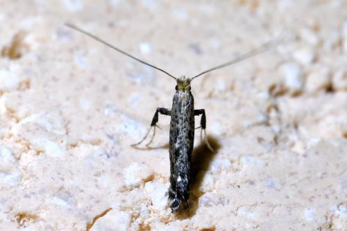 Réf. 327 004 : Parornix sp.